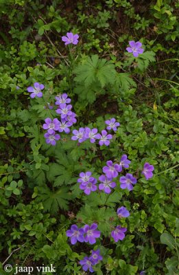 Wood Crane's-bill -Bosooievaarsbek - Geranium sylvaticum
