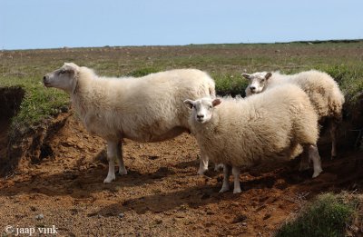 Sheep are everywhere