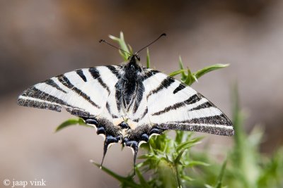 Scarce Swallowtail - Koningspage - Iphiclides podalirius