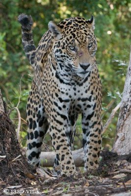 Jaguar - Jaguar - Panthera onca