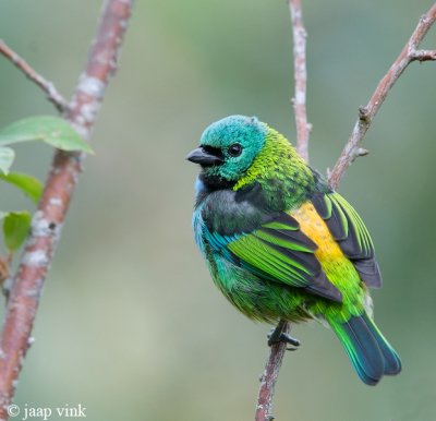 Green-headed Tanager - Prachttangare - Tangara seledon