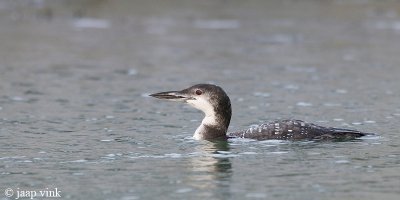 Great Northern Diver - IJsduiker - Gavia immer