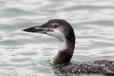 Great Northern Diver - IJsduiker - Gavia immer