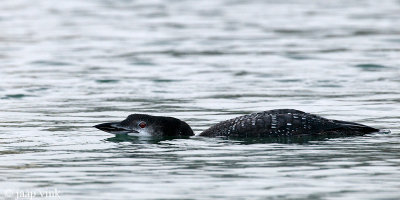 Great Northern Diver - IJsduiker - Gavia immer