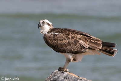 Osprey - Visarend - Pandion haliaetus