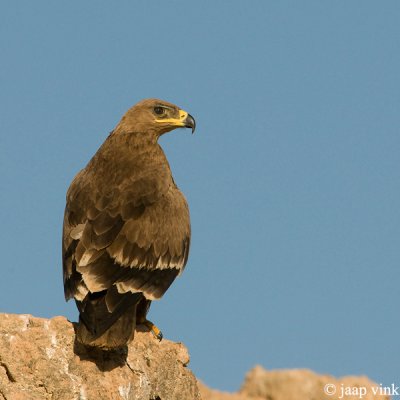 Steppe Eagle - Steppearend - Aquila nipalensis