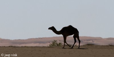 Camel - Dromedaris- Camelus dromedarius