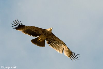 Imperial Eagle - Keizerarend - Aquila heliaca
