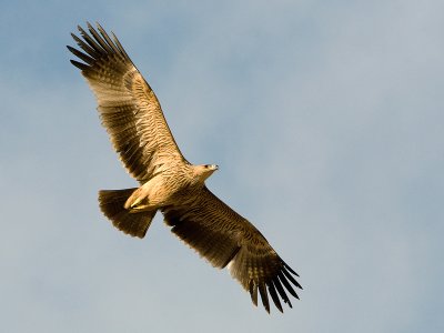 Imperial Eagle - Keizerarend - Aquila heliaca