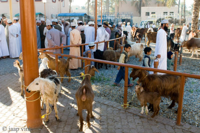 Friday Livestock Souq