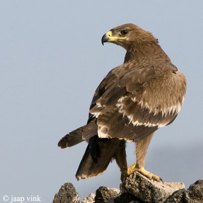 Steppe Eagle - Steppearend - Aquila nipalensis