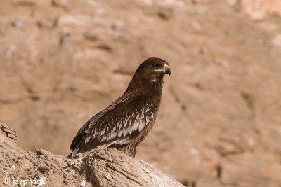 Spotted Eagle - Bastaardarend - Aquila clanga