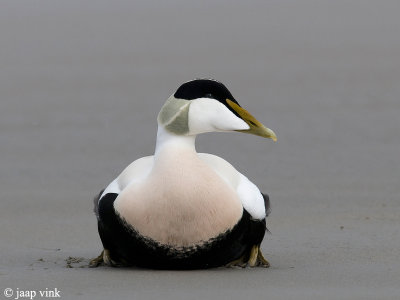 Eider - Eider - Somateria mollissima