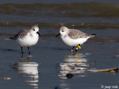 Sanderling - Drieteenstrandloper - Calidris alba