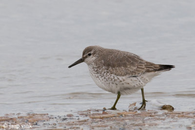 Knot - Kanoet - Calidris canutus