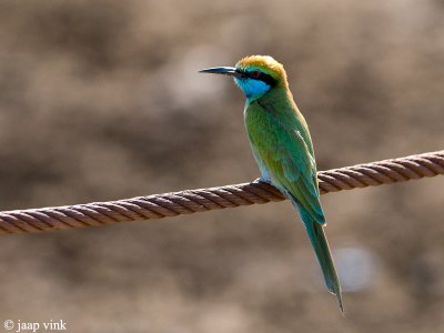 Little Green Bea-eater - Kleine Groene Bijeneter - Merops orientalis