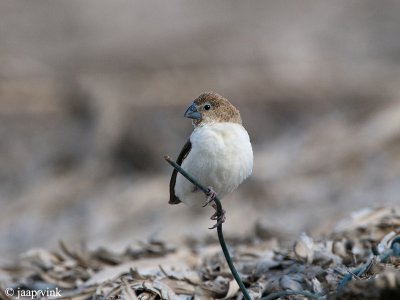 African Silverbill - Zilverbekje - Lonchura cantans