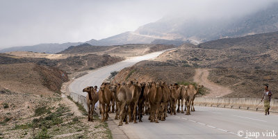 Camels on the Sarfait Road to Yemen