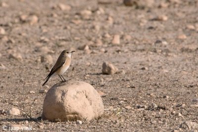 Red-tailed Wheatear - Roodstaarttapuit - Oenanthe xanthoprymna
