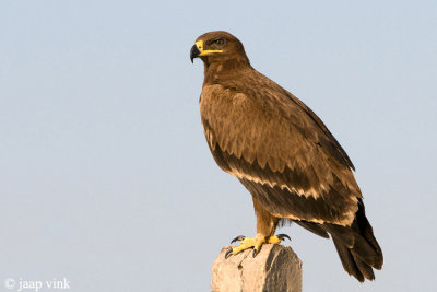 Steppe Eagle - Steppearend - Aquila nipalensis