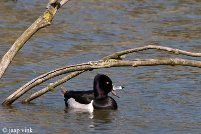 Ring-necked Duck - Ringsnaveleend - Aythya collaris