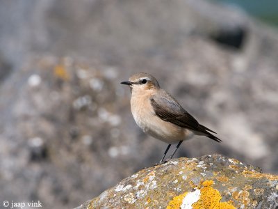 Wheatear - Tapuit - Oenanthe oenanthe