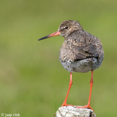 Redshank - Tureluur - Tringa totanus