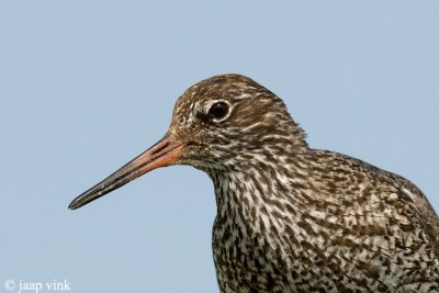 Redshank - Tureluur - Tringa totanus