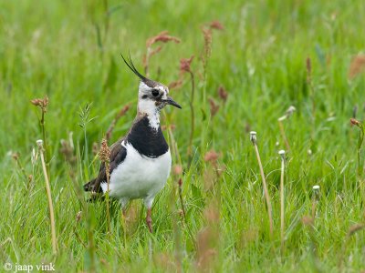 Lapwing - Kievit - Vanellus vanellus