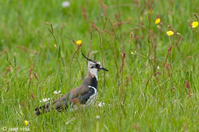 Lapwing - Kievit - Vanellus vanellus