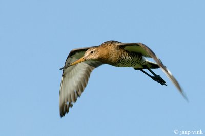 Black-tailed Godwit - Grutto - Limosa limosa
