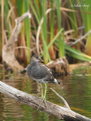 _MG_0195gallinule poule-d'eau le bizard.jpg