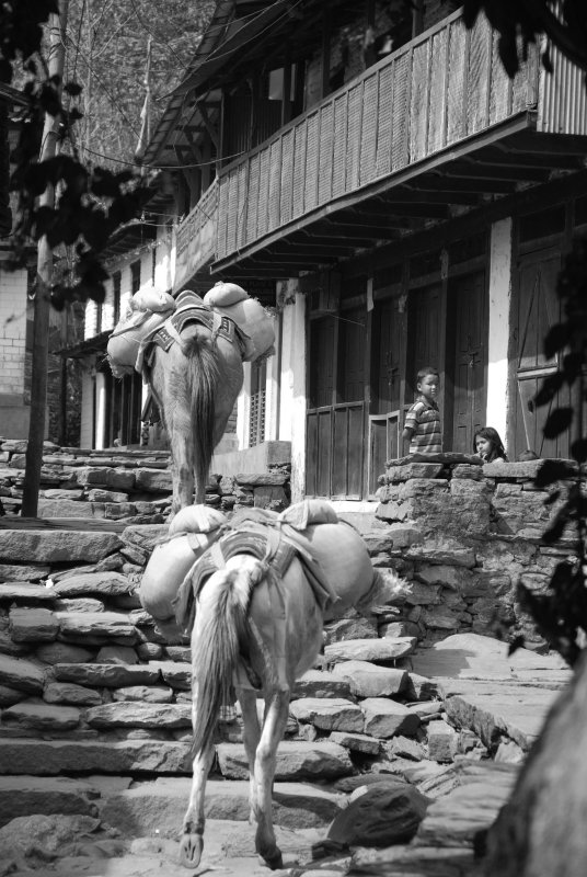 Donkey Express