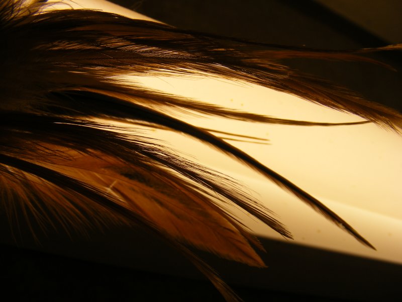 feathers on glass.JPG