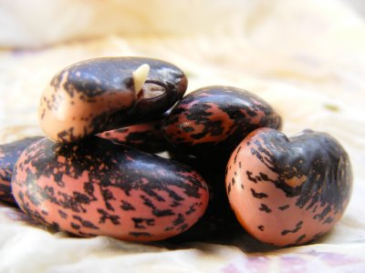 scarlet runner beans (3).JPG