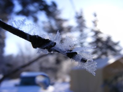 frost on twig (7).JPG
