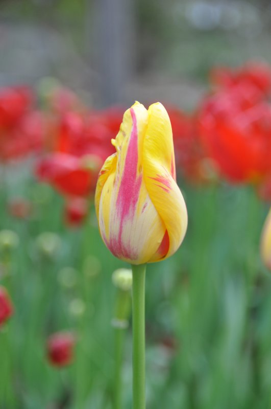 Tulips