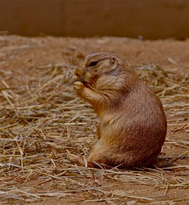  Woodley Park - National Zoo