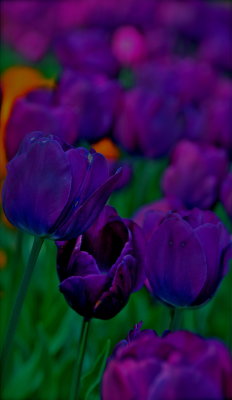 g3/39/911339/3/123753350.ocKafiq7.jpg
