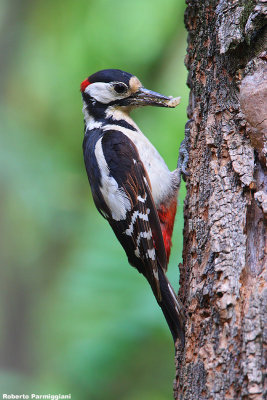 Dendrocopos major (graet spotted woodpecker-picchio rosso maggiore)