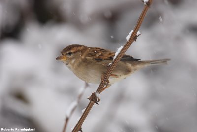 Passer italiae (italian sparrow--passero d'Italia)