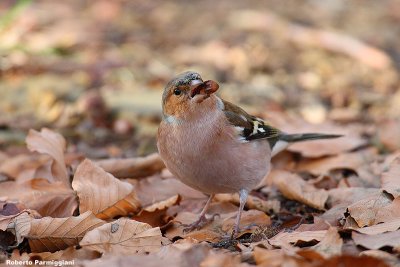 Fringilla coelebs (chaffinch-fringuello)