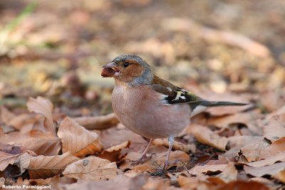 Fringilla coelebs (chaffinch-fringuello)