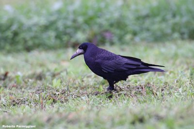 Corvus frugilegus (rook-corvo)