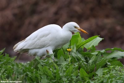 Bubulcus ibis (cattle egret - airone guardabuoi)