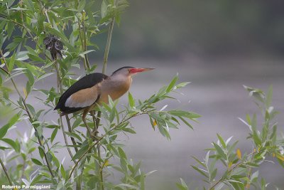 Ixobrychus minutus (little bittern-tarabusino)