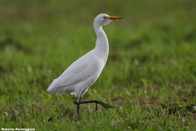 Bubulcus ibis (cattle egret - airone guardabuoi)