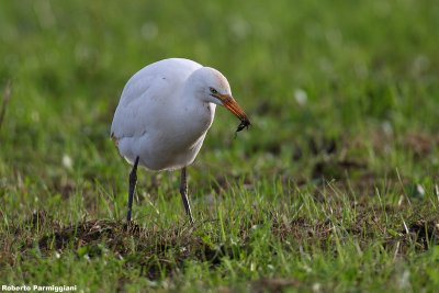 Bubulcus ibis (cattle egret - airone guardabuoi)