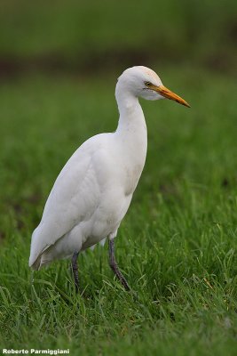 Bubulcus ibis (cattle egret - airone guardabuoi)i