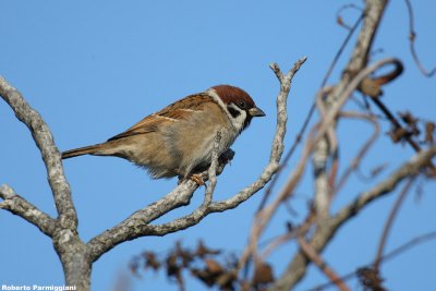 Passer montanus (tree sparrow-passera mattugia